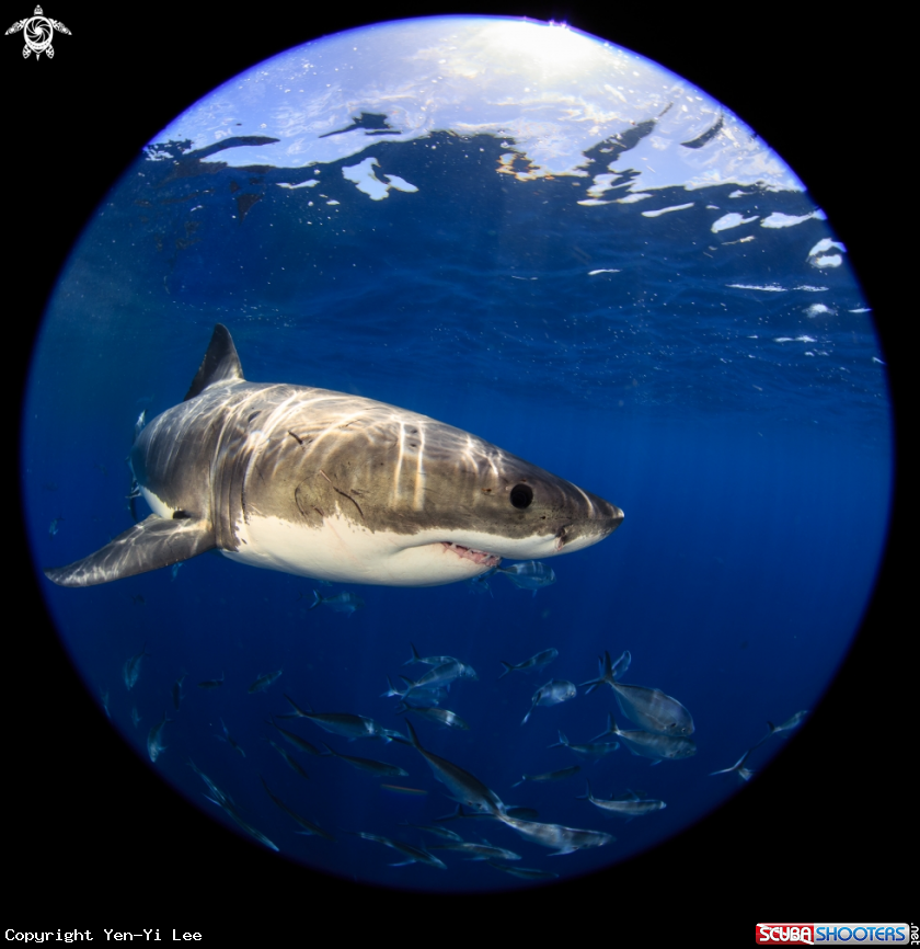 A Great White Shark