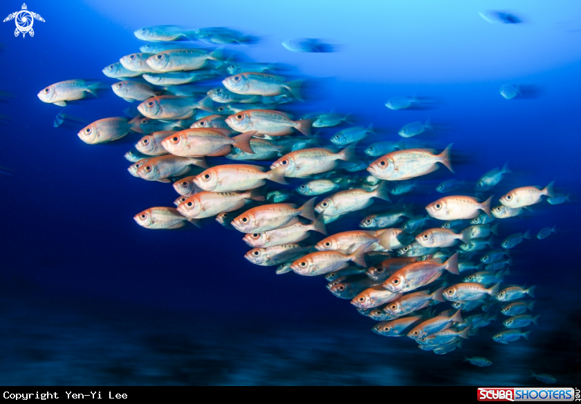 A Bigeye Snapper