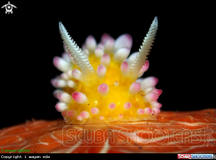 A Cadlinella ornatissima