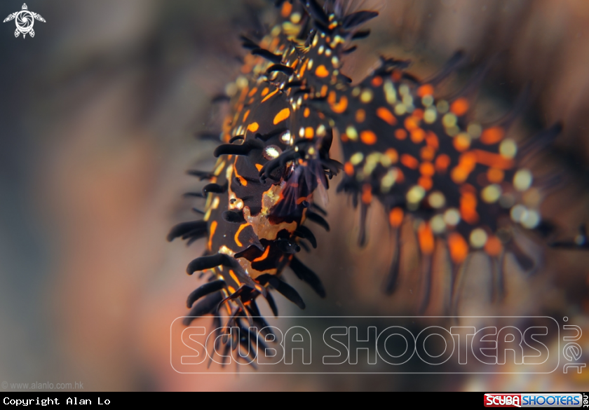 A Ornate Ghostpipefish with eggs
