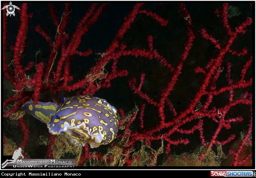 A Nudibranco Cromodoride di Brito