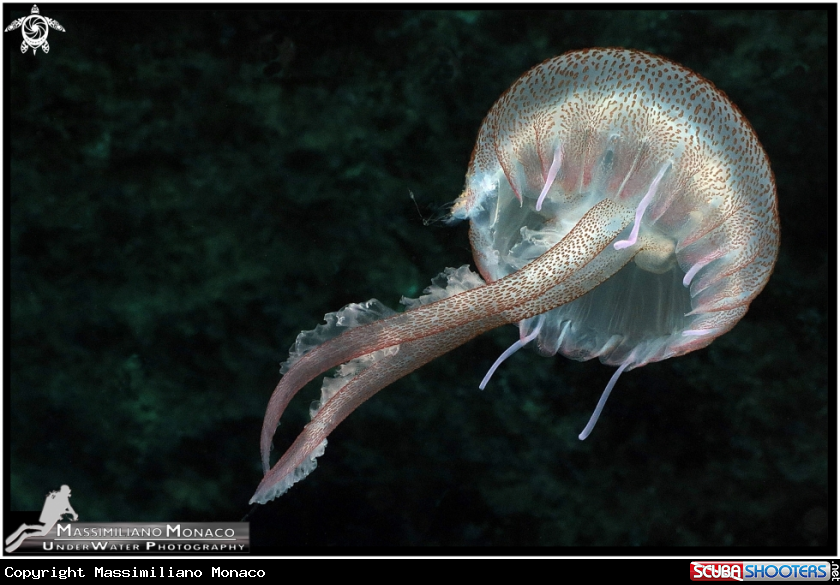 A Medusa luminosa