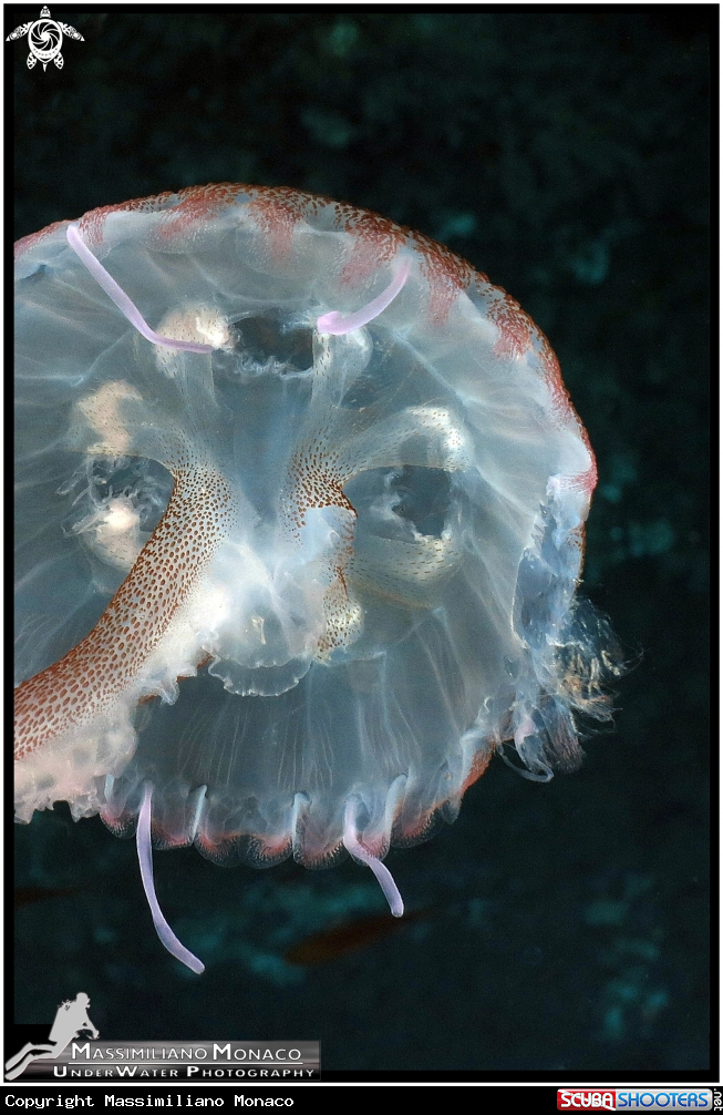 A Medusa luminosa