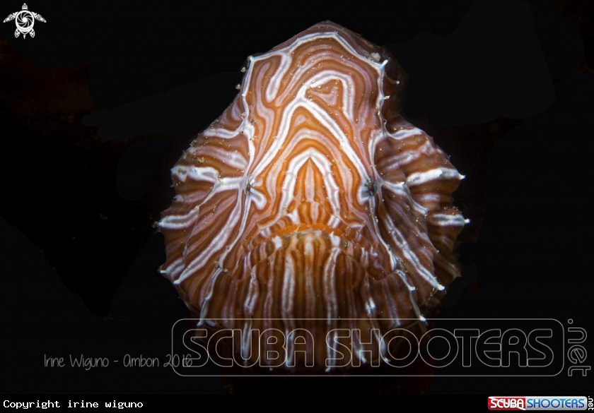 A psychedelic frogfish