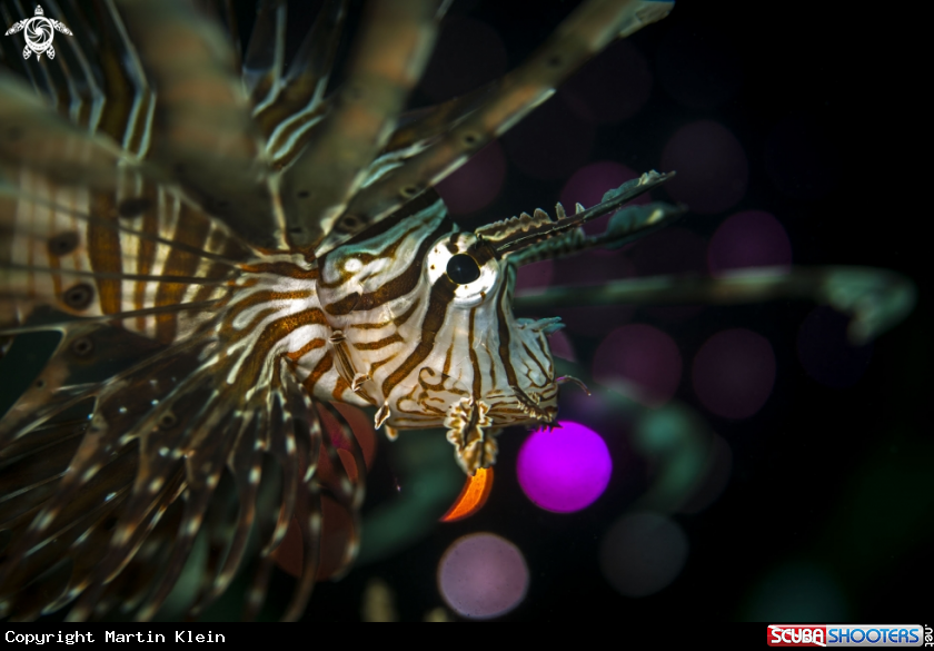 A Firefish