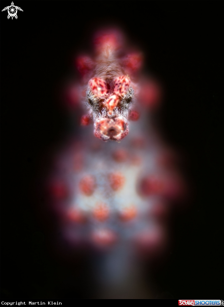 A Pygmy Seahorse