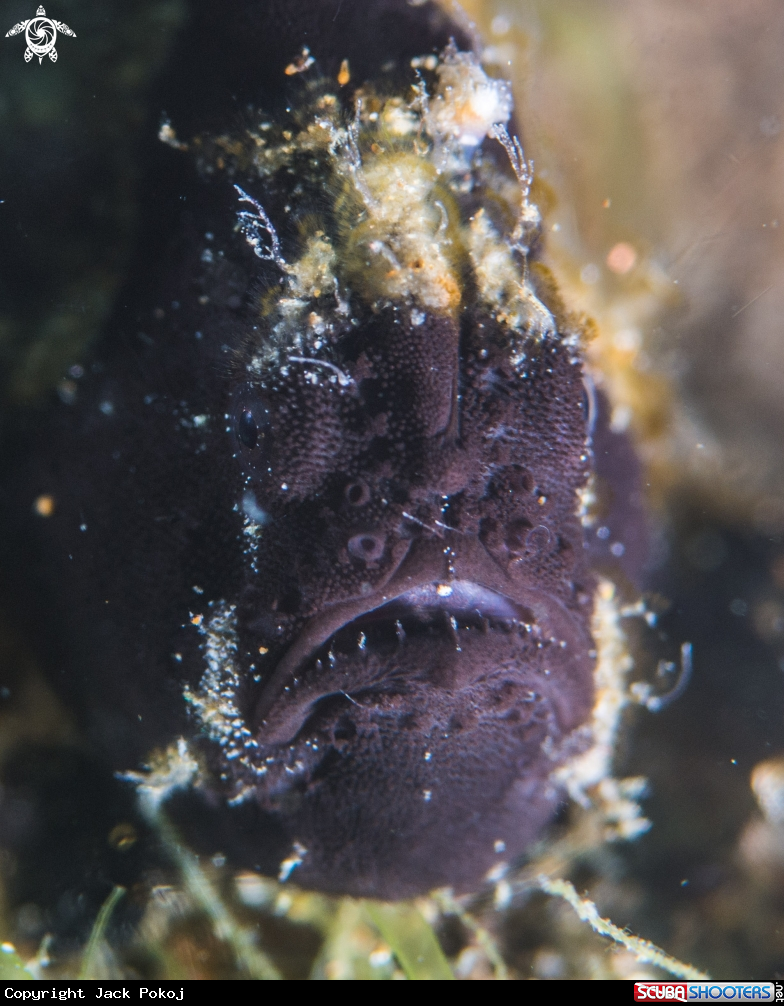 A Painted frogfish