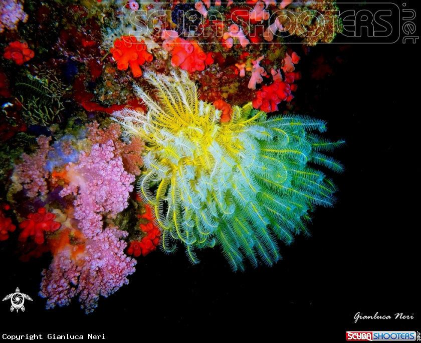 A Crinoid and soft corals