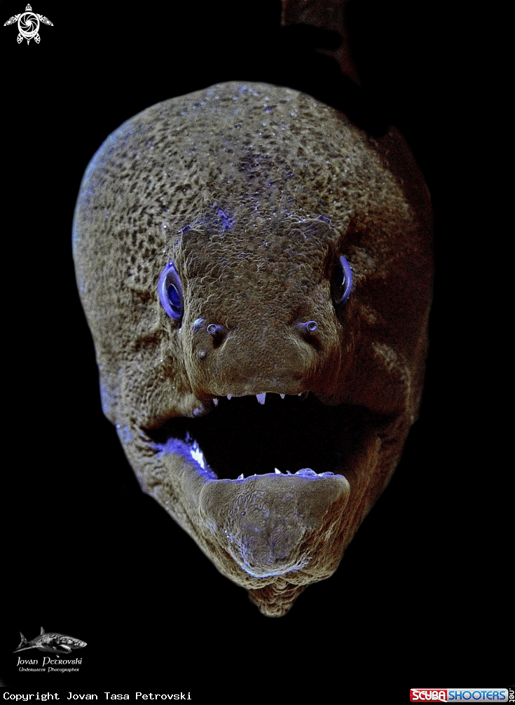 A Džinovska Murina /  Giant moray. 