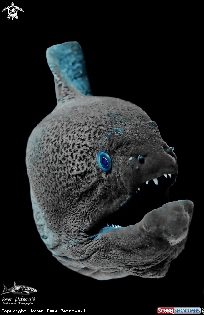 A Džinovska Murina /  Giant moray. 
