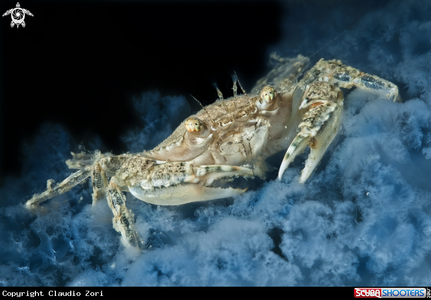 A crab