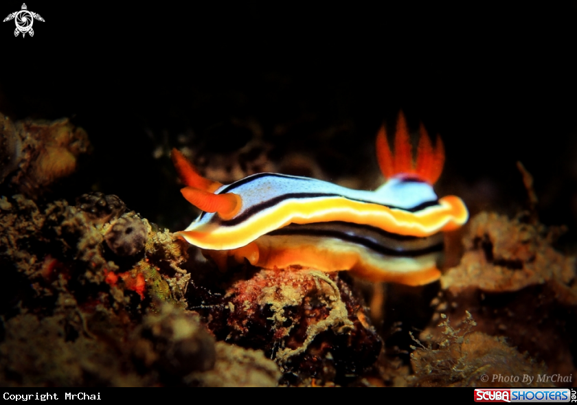 A Nudibranch