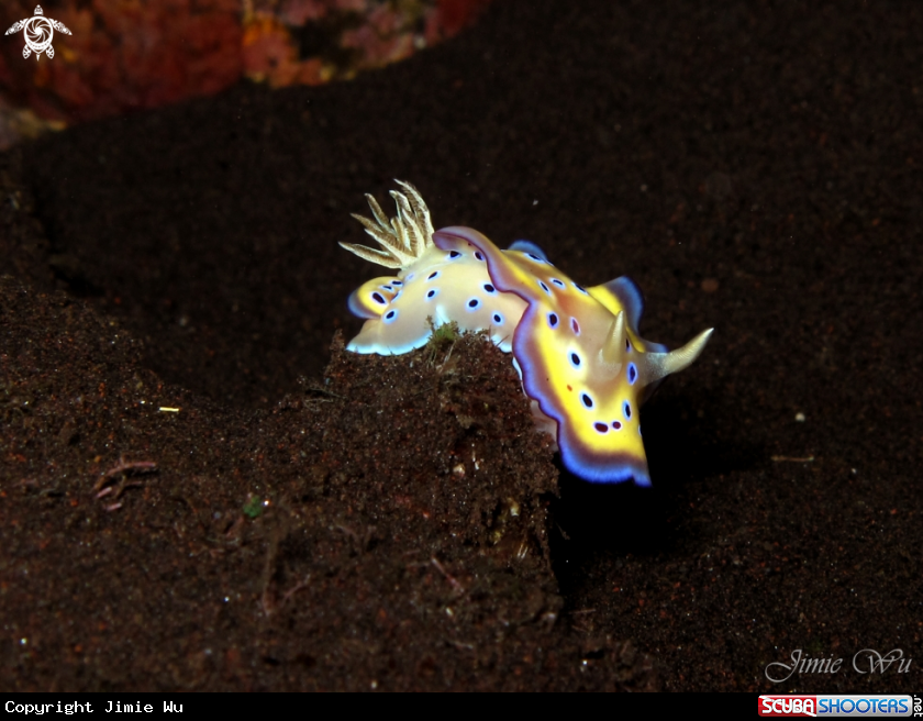 A underwater creature