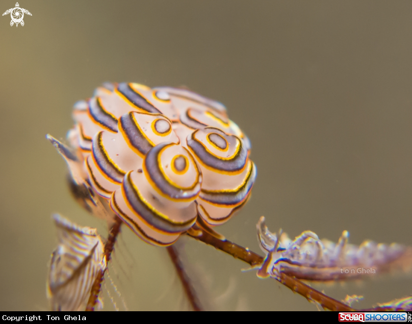 A Nudibranch