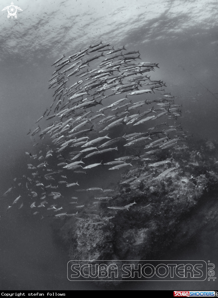 A Chevron Barracuda