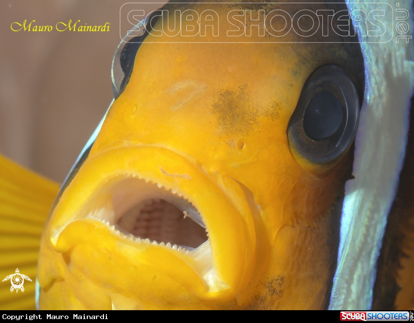 A Clown fish