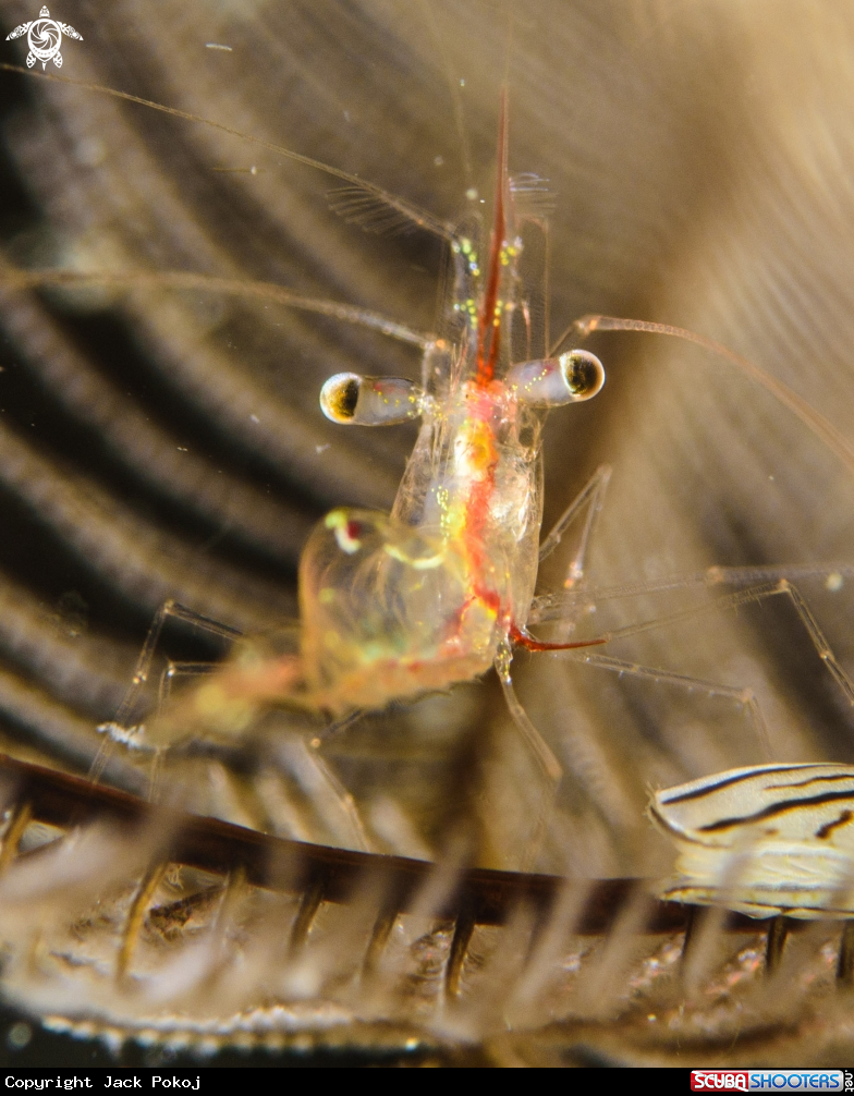 A Shrimp