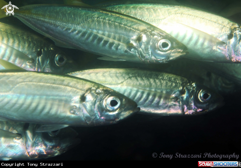 A Southern Yellow-tail Scad