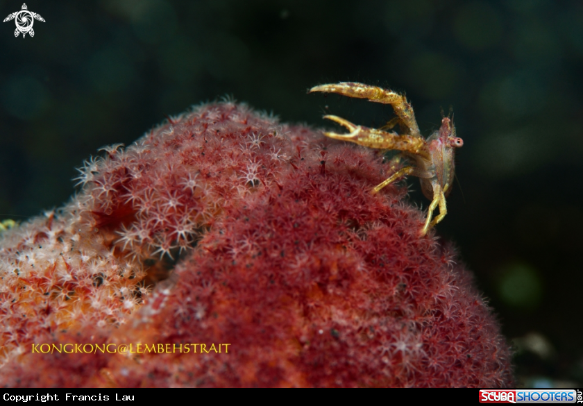 A Squat Lobster