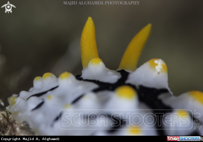 A Nudibranch