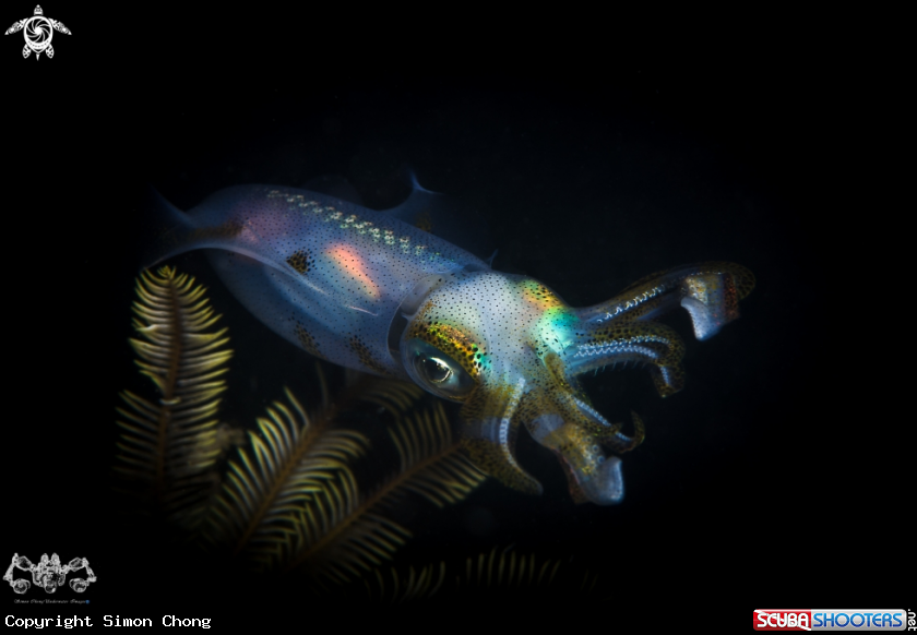 A Squid
