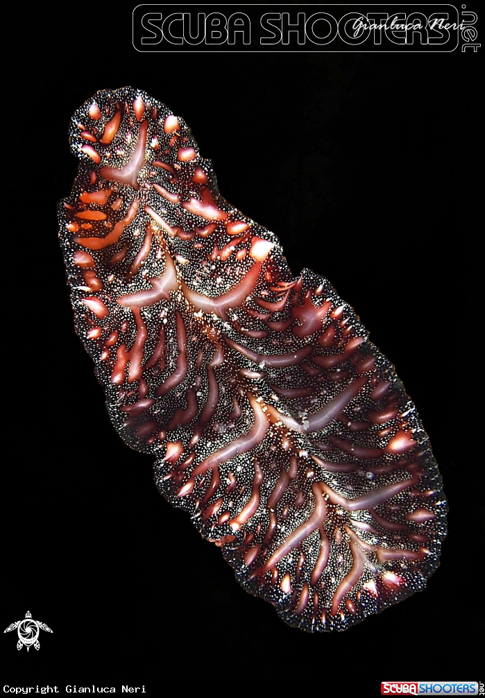 A Flatworm