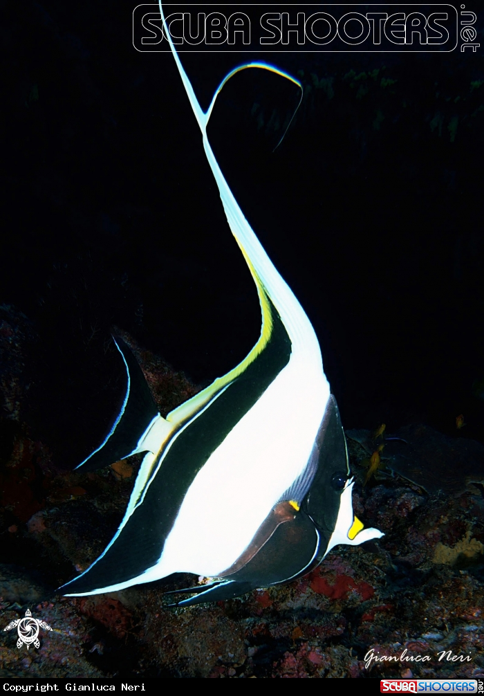 A Moorish idol