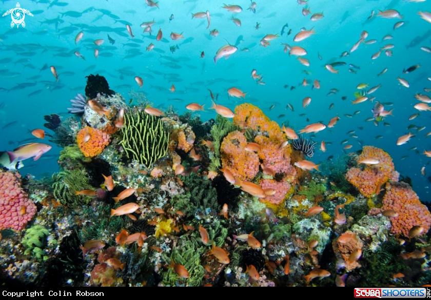 A reef view