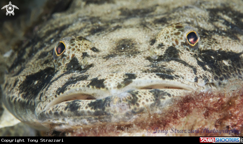 A Dusky flathead