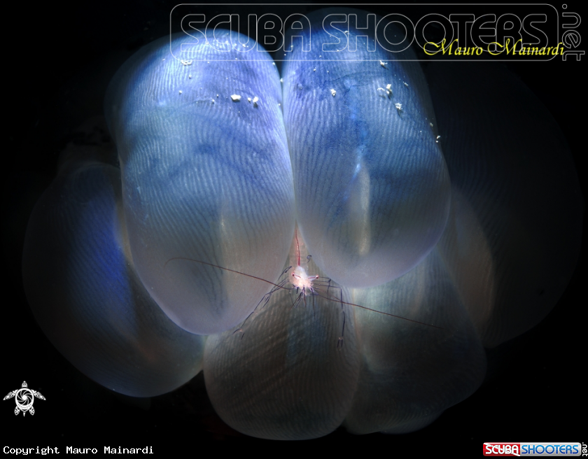 A Bubble coral shrimp