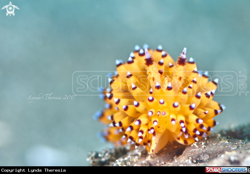 A Janolus sp.