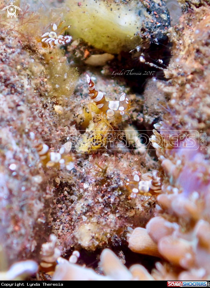 A Anemone Shrimp