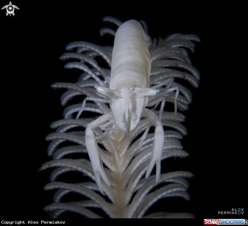A Crinoid shrimp