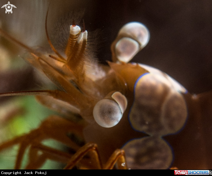 A Squat shrimp