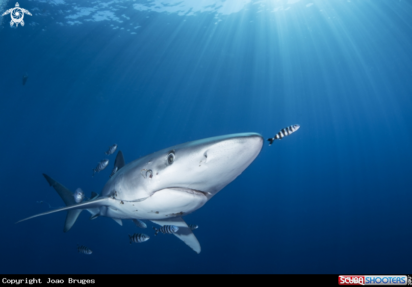 A Blue Shark