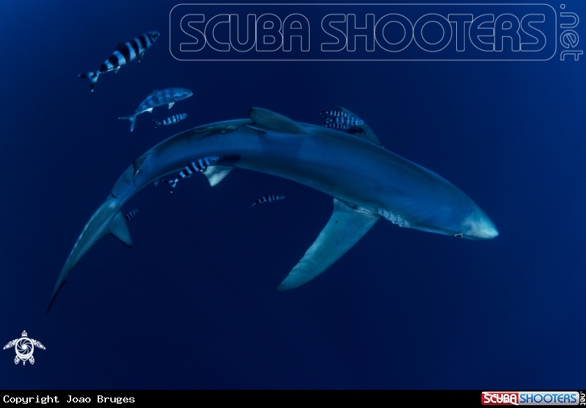 A Blue Shark