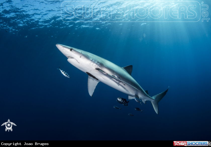A Blue Shark