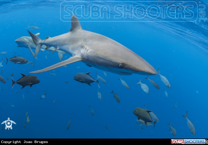 A Silky Shark