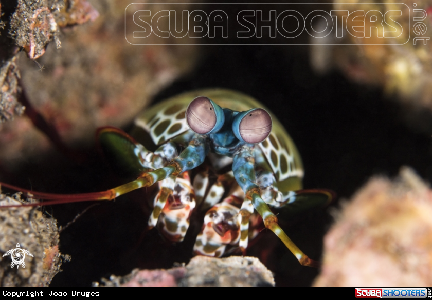 A Peacock Mantis Shrimp