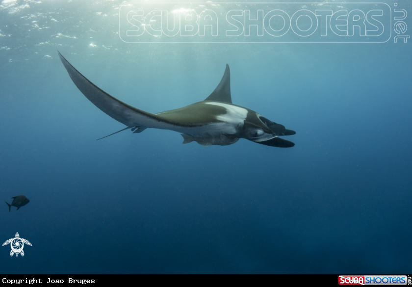 A Oceanic Manta