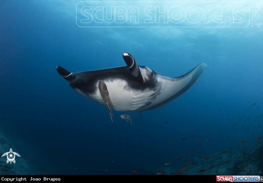 A Oceanic Manta