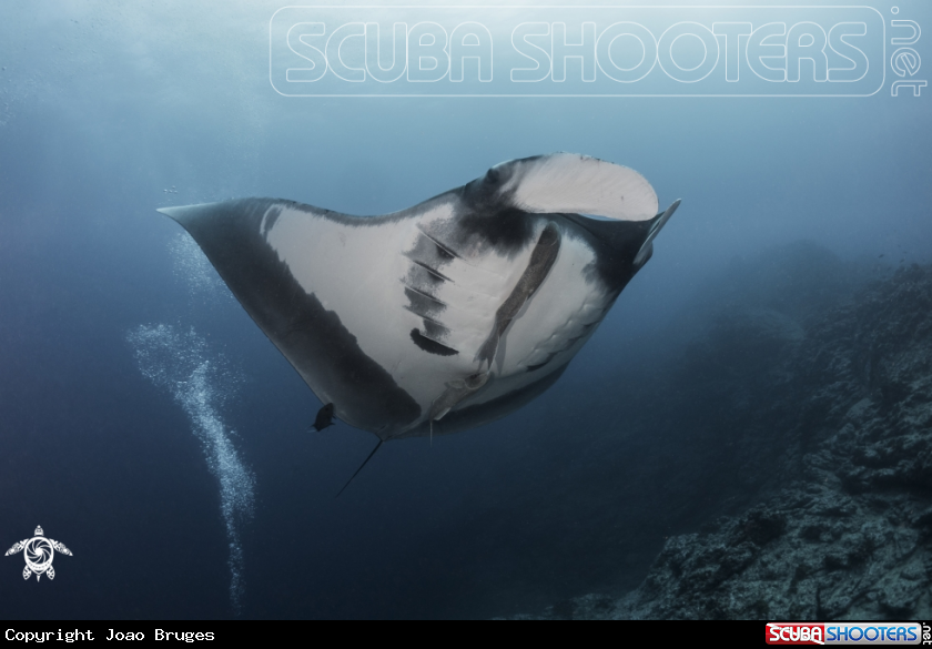 A Oceanic Manta