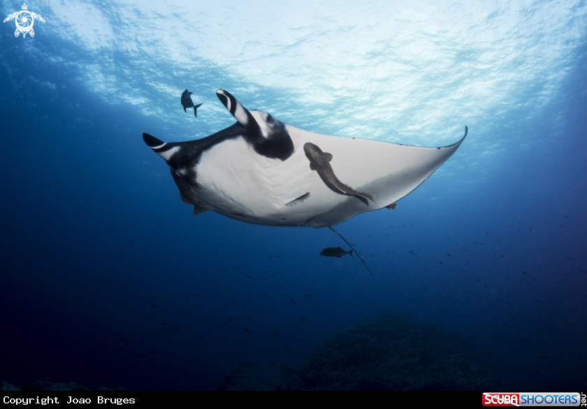 A Oceanic Manta