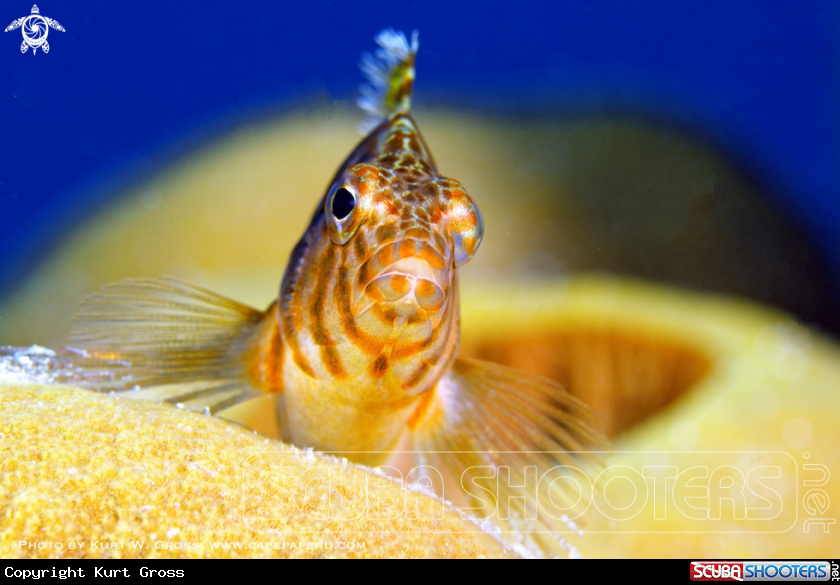 A Hawk fish