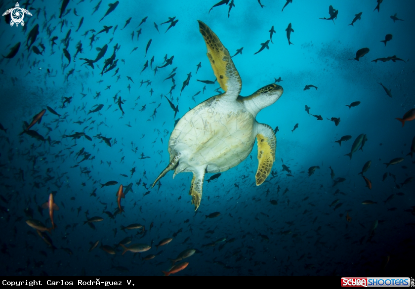 A Green turtle