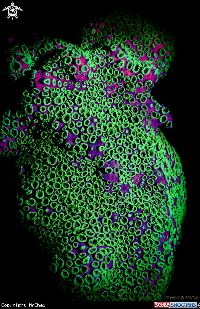 A Coral
