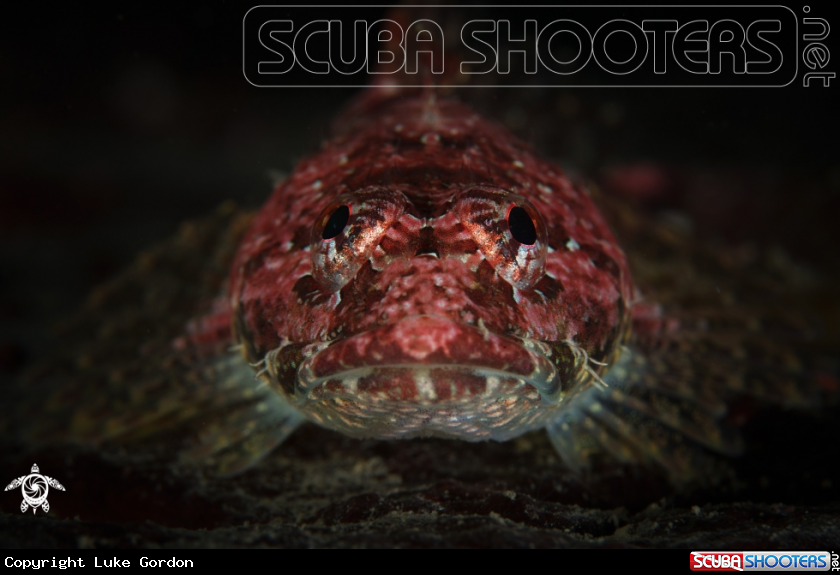 A Smoothhead Sculpin