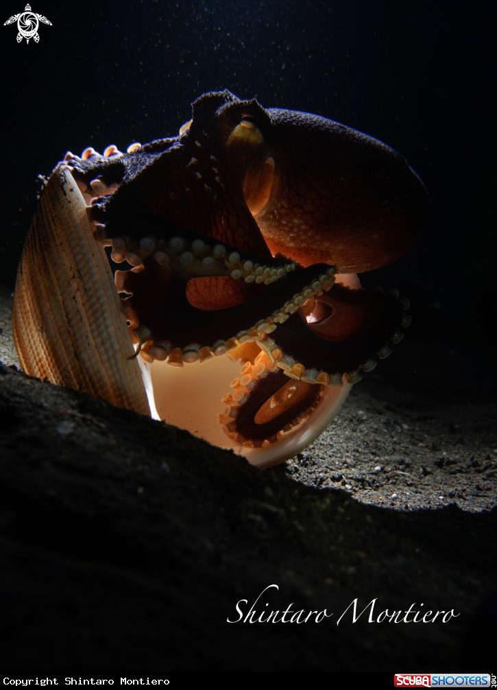 A coconut octapus 