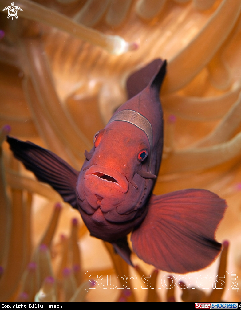 A Spinecheek Anemonefish