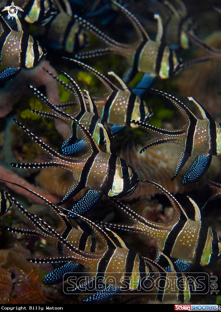 A Banggai Cardinalfish